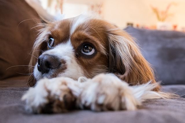 Giardien entlarven: Erkennen von Symptomen bei Ihrem Haustier