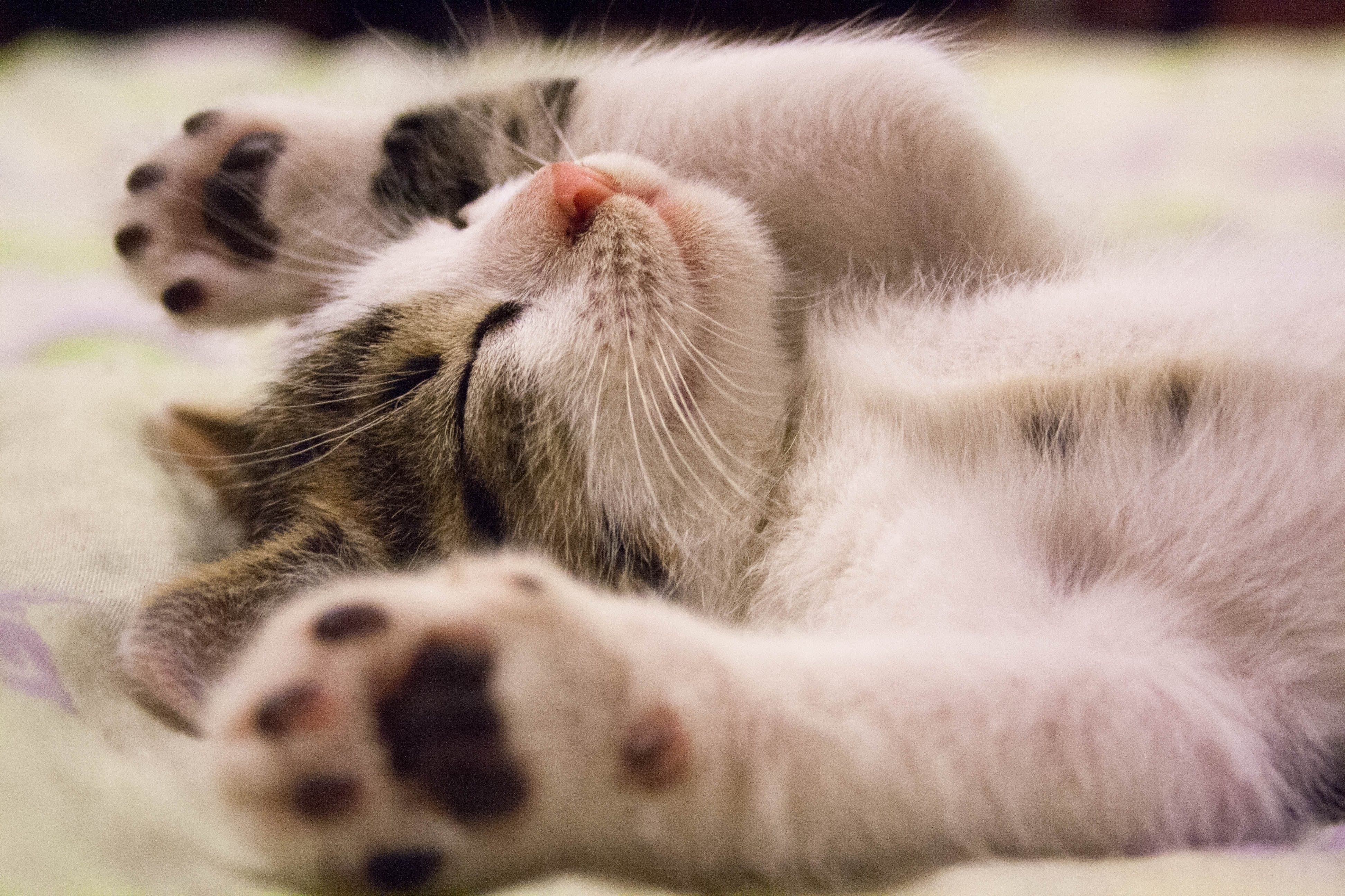 Leitfaden für ein glückliches Leben für FIV-positive Katzen: Charlies herzerwärmende Geschichte